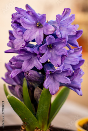 Fototapeta Naklejka Na Ścianę i Meble -  Close up lilac flowers of hyacinth. Bouquet of purple flowers with detail of the stamens, the petals and their texture. Group of flowers of an ornamental bulbous plant. Fragrant and decorative plant.