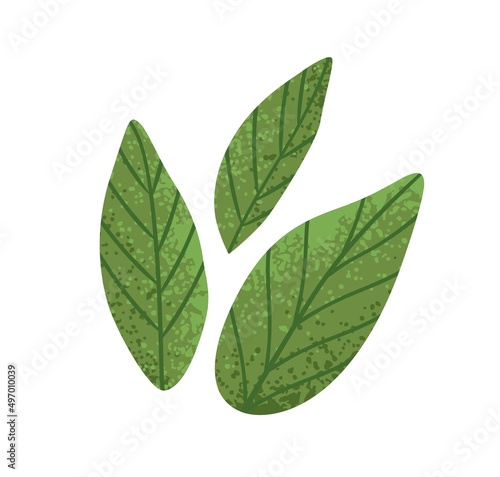 Green basil leaf. Fresh culinary herbs. Aromatic Italian seasoning. Basilicum leaves, condiment, flavoring. Spice ingredient. Flat vector illustration isolated on white background