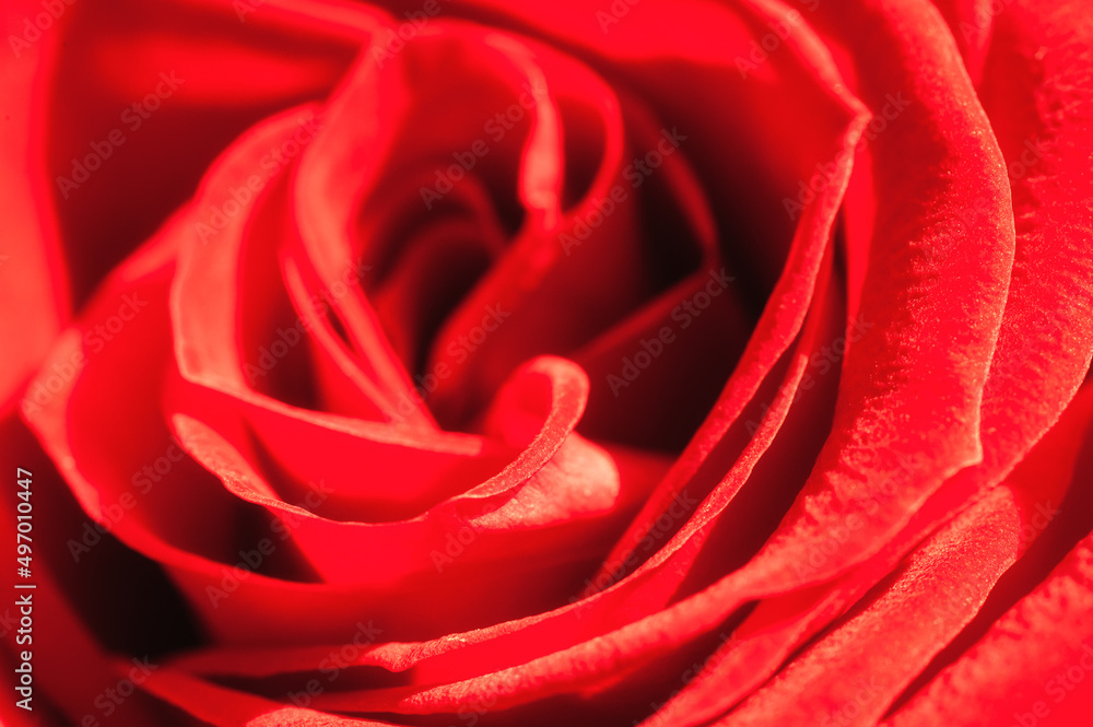 Macro close-up detail view of a beautiful red rose Macro close-up detail view of a beautiful red rose