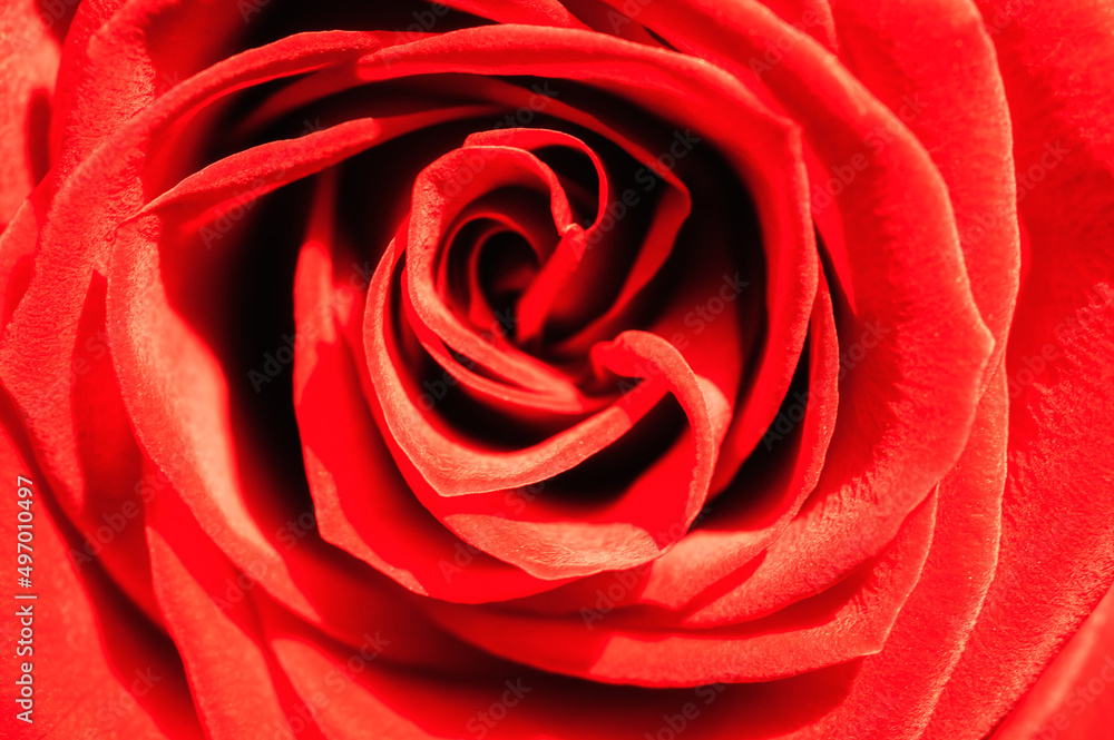 Macro close-up detail view of a beautiful red rose Macro close-up detail view of a beautiful red rose