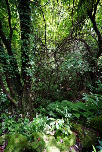 primeval summer forest with fern and old trees