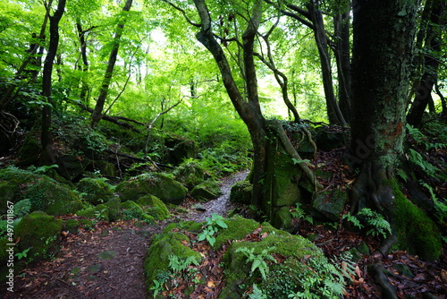 mossy rocks and pathway in summer forest 