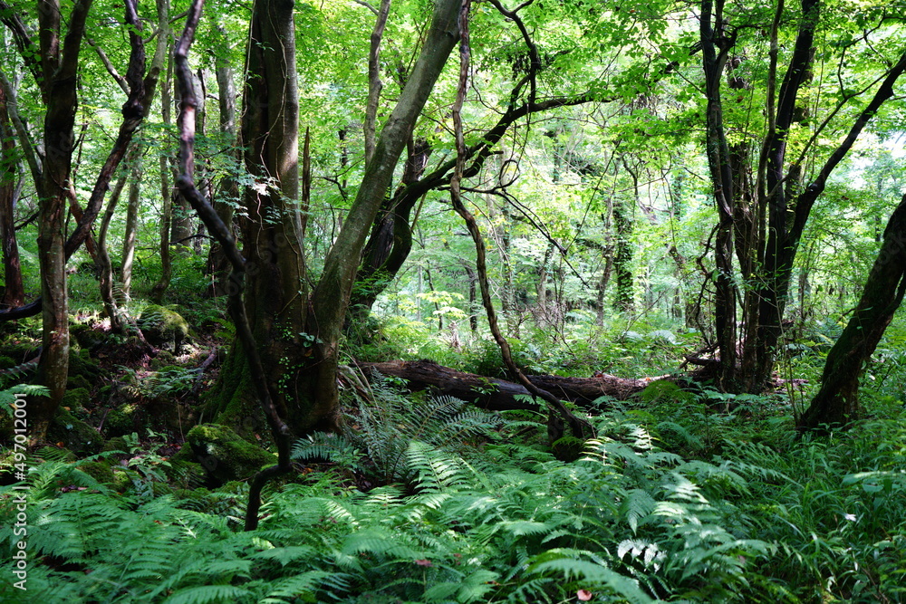 primeval summer forest with fern and old trees primeval summer forest with fern and old trees