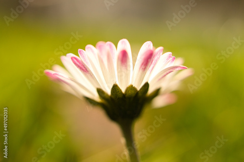 Daisy with lots of bokeh on a meadow. bright out of focus on the flower.