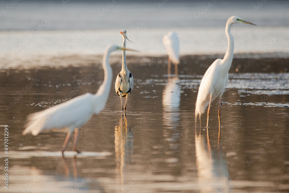 Obraz premium Group of Great Egrets on the lake