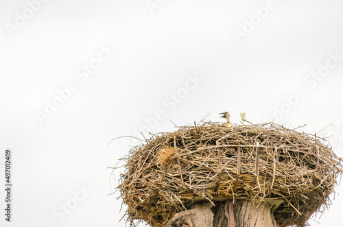 White storks sit in a built nest. photo