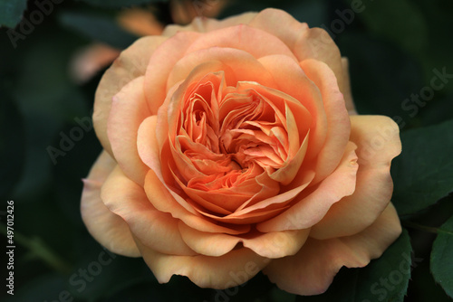 Beautiful english roses are growing in a cottage garden with lots of sunshine and green foliage in the background