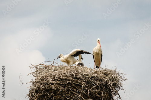 White storks sit in a built nest.