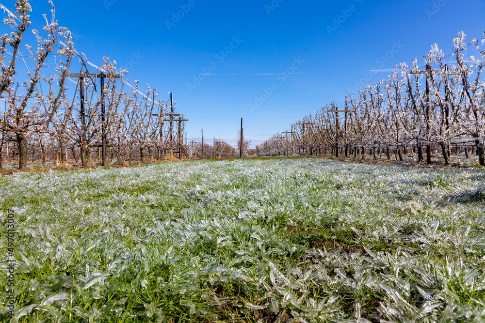Frozen fruit blossom in a meadow during sunrise on a cold morning in Spring season. The farmers had to irrigate the blooming flowers with water to freeze them and to survive the freezing temperatures. Frozen fruit blossom in a meadow during sunrise on a cold morning in Spring season. The farmers had to irrigate the blooming flowers with water to freeze them and to survive the freezing temperatures.