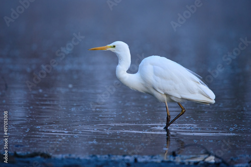 Great egret - Ardea alba in the water at morning lights
