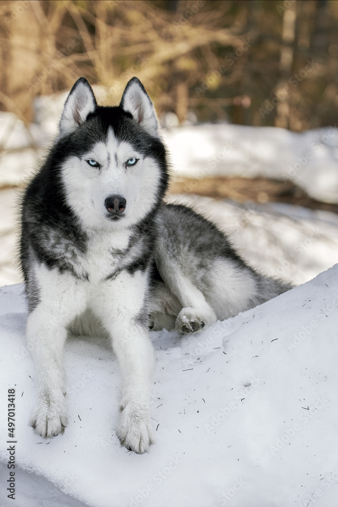 A blue-eyed husky wolf lies in the snow in sunny winter forest. Portrait cute Siberian Husky Dog. Front view. A blue-eyed husky wolf lies in the snow in sunny winter forest. Portrait cute Siberian Husky Dog. Front view.