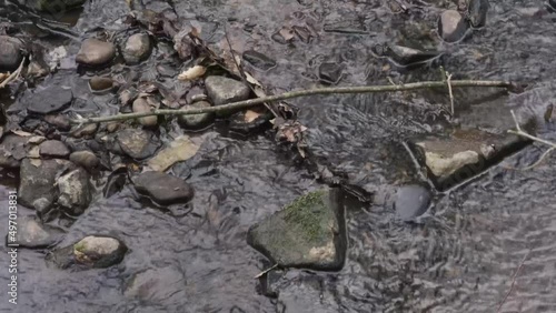 Wallpaper Mural A small stream of water running through woodland on English farmland in Lancashire Torontodigital.ca