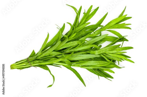 Bunch of tarragon isolated on a white background photo