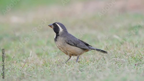 Cute little golden-billed saltator, saltator aurantiirostris wondering around its surroundings and pecking on the ground for invertebrates, close up shot at pantanal natural region, brazil. photo