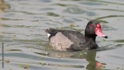 Zoom in shot of a male rosy-billed pochard, netta peposaca with red beak, chilling on the calm wavy lake, slowly paddling the water on a beautiful tranquil day. photo