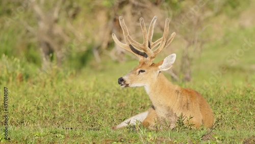 Wallpaper Mural Wild mammal, large adult marsh deer, blastocerus dichotomus sitting on the ground at the riverbank, resting and sunbathing in a beautiful afternoon at pantanal natural region, south america. Torontodigital.ca