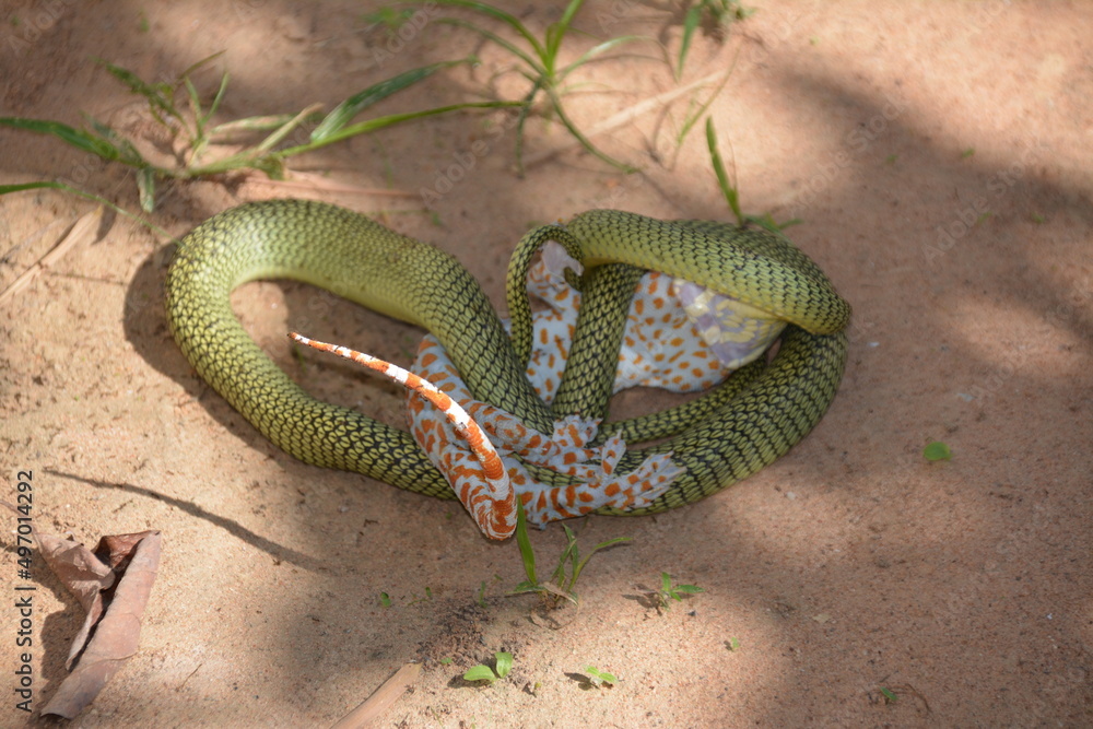 Obraz premium animal, animals, background, chrysopelea, chrysopelea ornata, colorful, cruel, danger, dangerous, dead, deadly, eat, eating gecko, eye, flying snakes, forest, garden, gecko, green, green snake, head, 