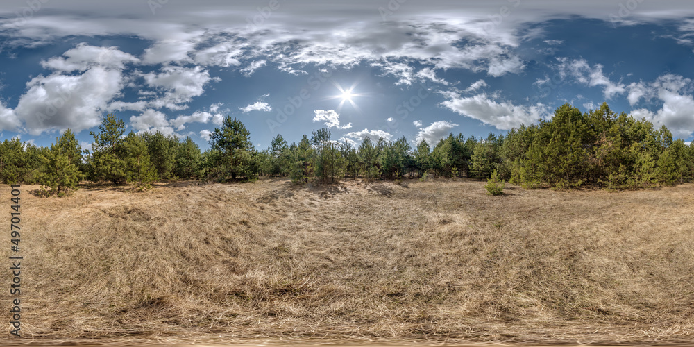 full spherical 360 hdri panorama view on edge of pinery forest in equirectangular projection. VR AR content