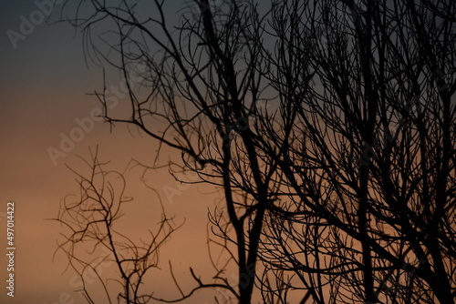 the died tree branches on sunset wallpaper, meaning for nobody, scare, lonely and fail. © chatgunner