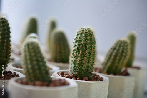 cactus flower pot