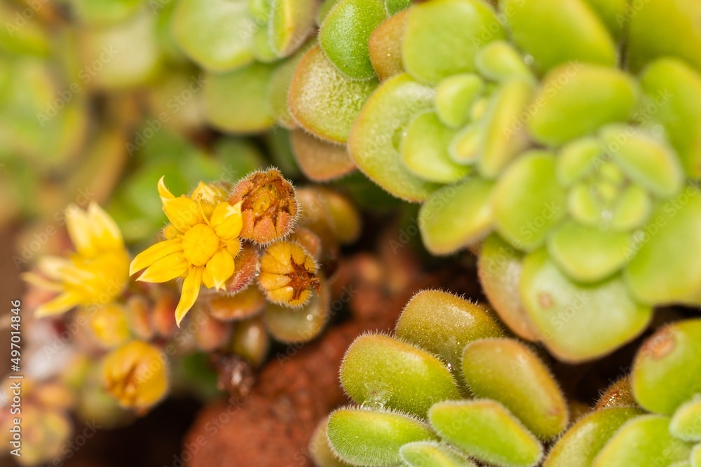 Aichryson tortuosum, tropical plant with yellow flower, selective approach. Aichryson tortuosum, tropical plant with yellow flower, selective approach.
