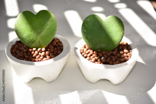 cactus flower pot