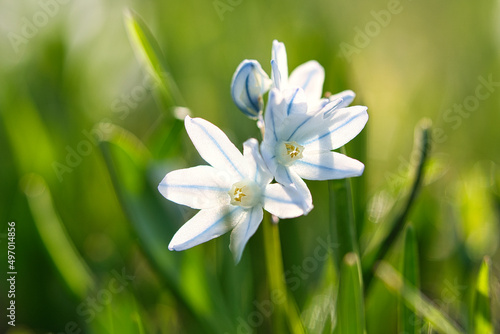 Common star hyacinth are early bloomers that herald spring. bloom at Easter time.