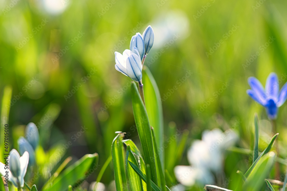 Fototapeta premium Common star hyacinth are early bloomers that herald spring. bloom at Easter time.