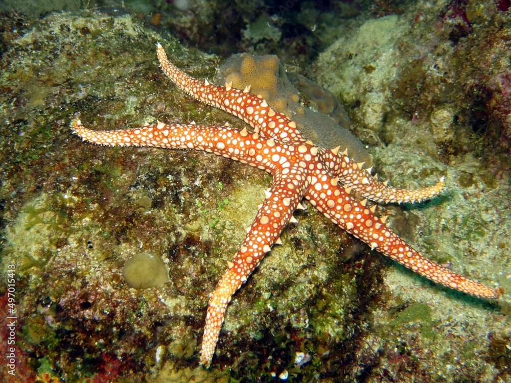 colorful sea starfish of red sea colorful sea starfish of red sea