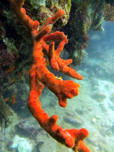 red sponge of the red sea with nudibranch