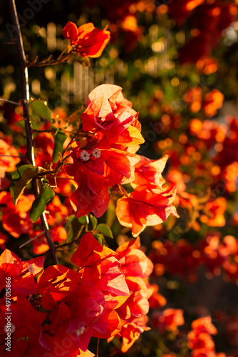 Flower backlit Bougainvillea