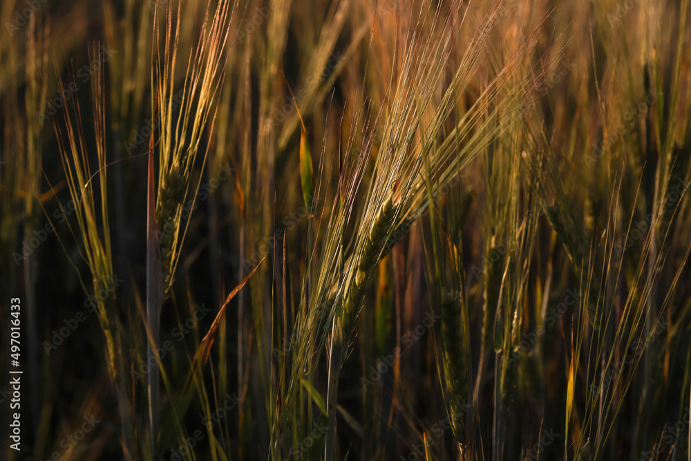 Ears of wheat, rye or barley, close-up. Agricultural plants grow in the field. Summer nature background Ears of wheat, rye or barley, close-up. Agricultural plants grow in the field. Summer nature background