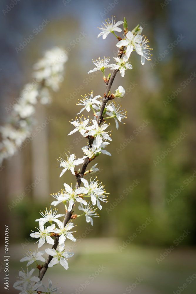 Wild cherry, flowering branch of wild cherry with blurred background. Wild cherry, flowering branch of wild cherry with blurred background.
