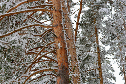 Pine tree covered with snow in a winter forest close-up. The structure of the tree bark is pronounced.