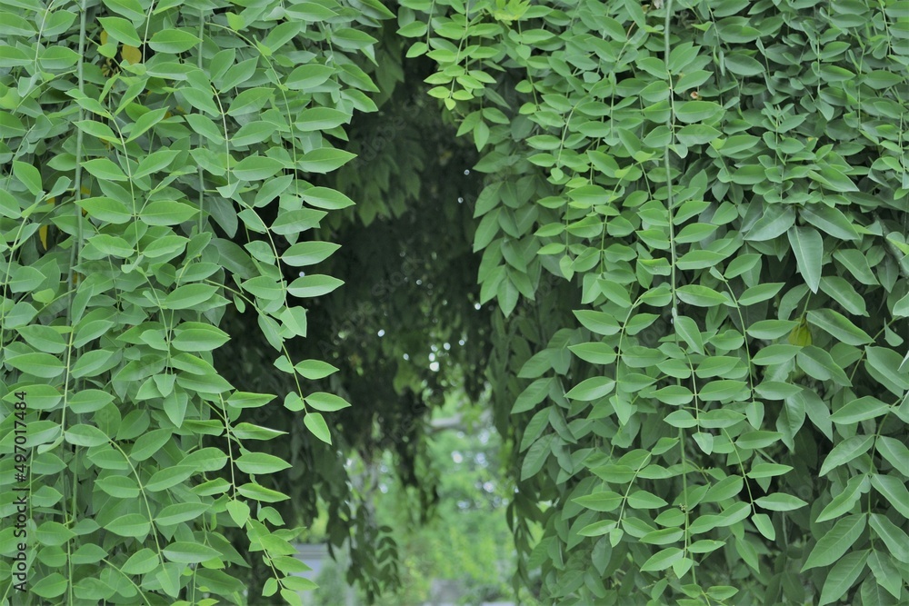 Obraz premium 新緑のしだれ梅の木です。