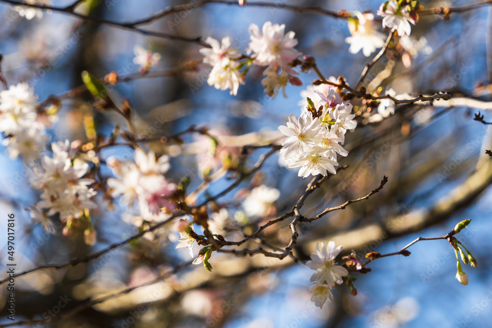 Cherry blossoms in early spring against the sky on a sunny day Cherry blossoms in early spring against the sky on a sunny day