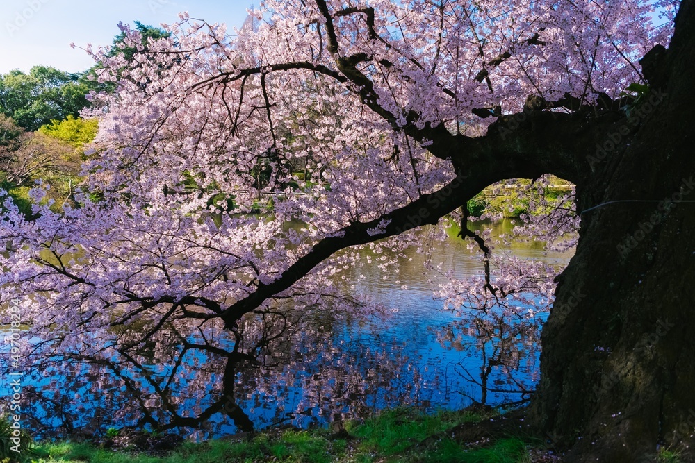 blossom tree