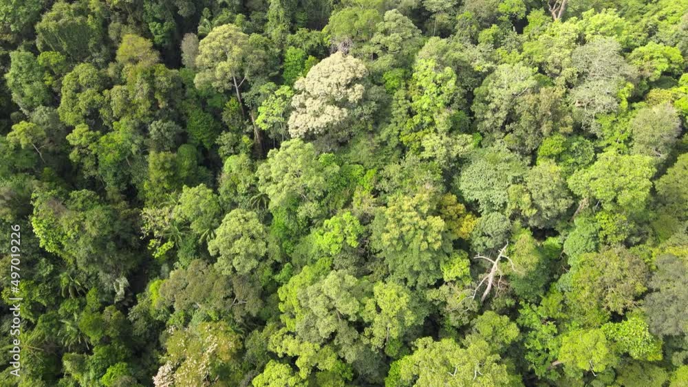 Aerial view of nature forest in summer. Dron flying over beautiful landscape in Southern Thailand Aerial view of nature forest in summer. Dron flying over beautiful landscape in Southern Thailand