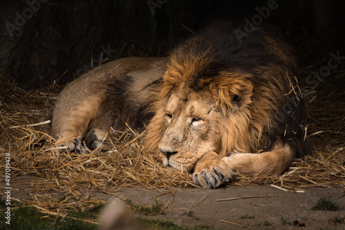 Lion laying down resting