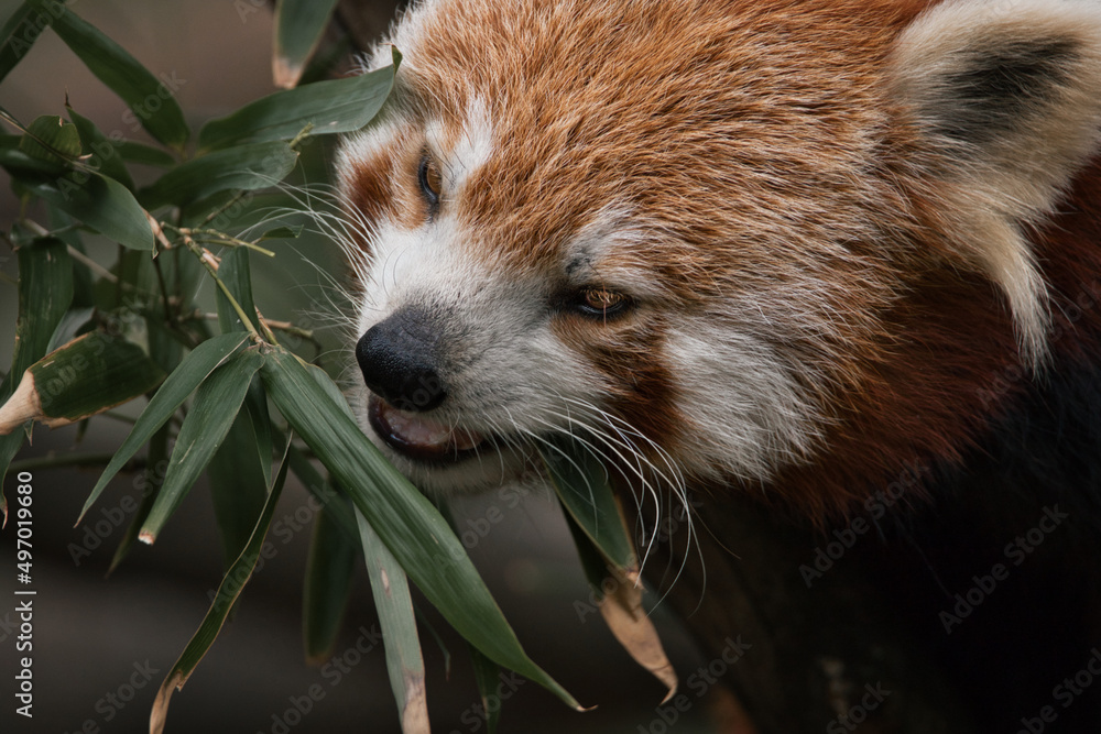 Fototapeta premium Red panda eating