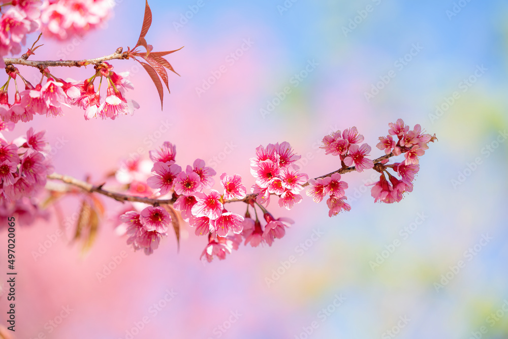Beauty Pink flower Tree. Low Angle View Of Wild Himalayan Cherry blooming Against Blue Sky. Beauty Pink flower Tree. Low Angle View Of Wild Himalayan Cherry blooming Against Blue Sky.