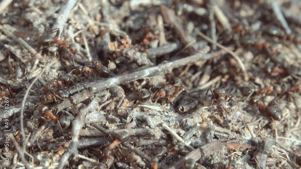 Big anthill in the forest. Large anthill with a colony of ants in the forest. Big anthill in the forest. Large anthill with a colony of ants in the forest.