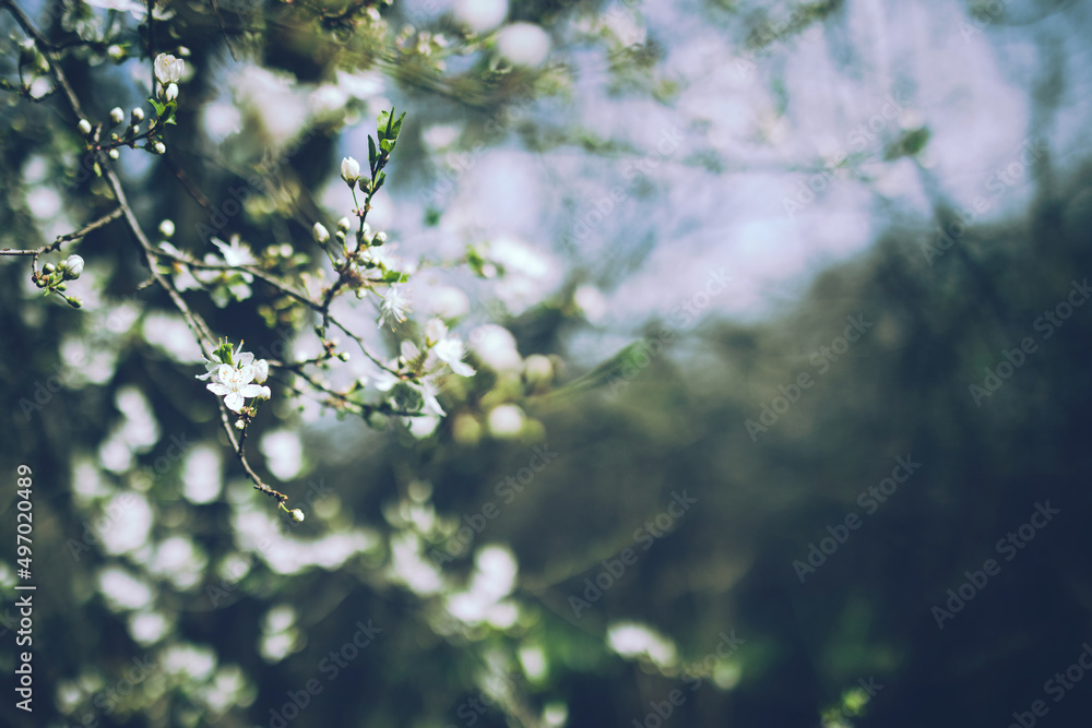 Bright flowering cherry tree branch with lot of white flowers on blurred deep green background with leaves and sky bokeh. Trendy moody floral nature spring blossom design copy space for text overlay. Bright flowering cherry tree branch with lot of white flowers on blurred deep green background with leaves and sky bokeh. Trendy moody floral nature spring blossom design copy space for text overlay.