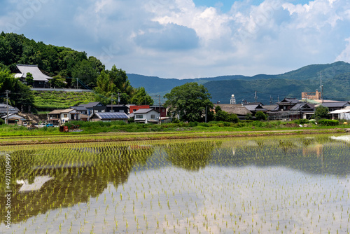paddy field that has been planted in village area of Saga prefecture, Japan.