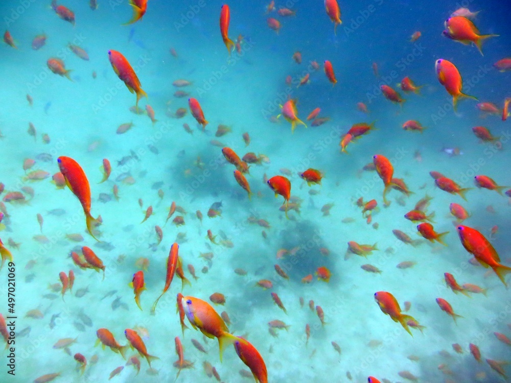 red sea fish and coral reef red sea fish and coral reef