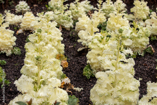 White flower planted in a park photo