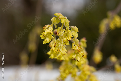 Beautiful Corylopsis spicata flower. Kingdom name is Plantae, Family name is Hamamelidaceae. yellow flowers in the shape of bells, early spring, selective focus photo