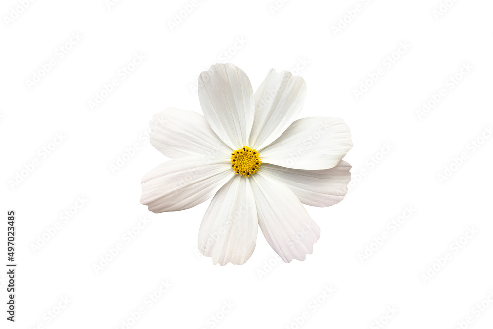 Fototapeta premium isolated white cosmos flower with clipping paths.