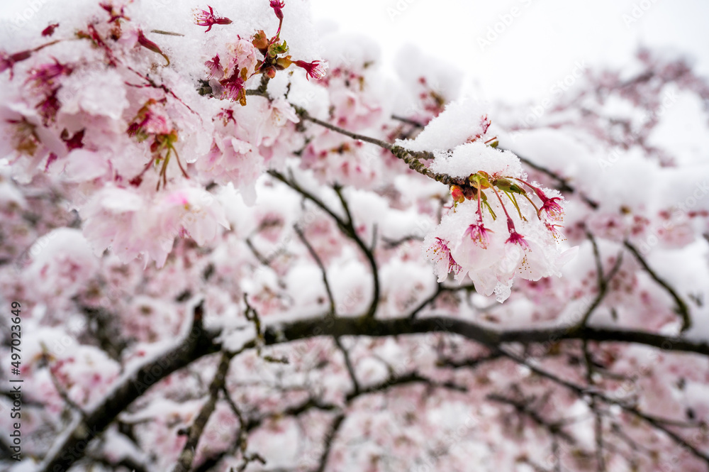 cherry flower in snow in spring