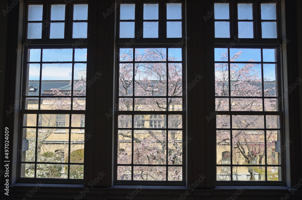 Cherry trees through the window of Kyoto Prefectural Government Old main building in Kyoto City Cherry trees through the window of Kyoto Prefectural Government Old main building in Kyoto City